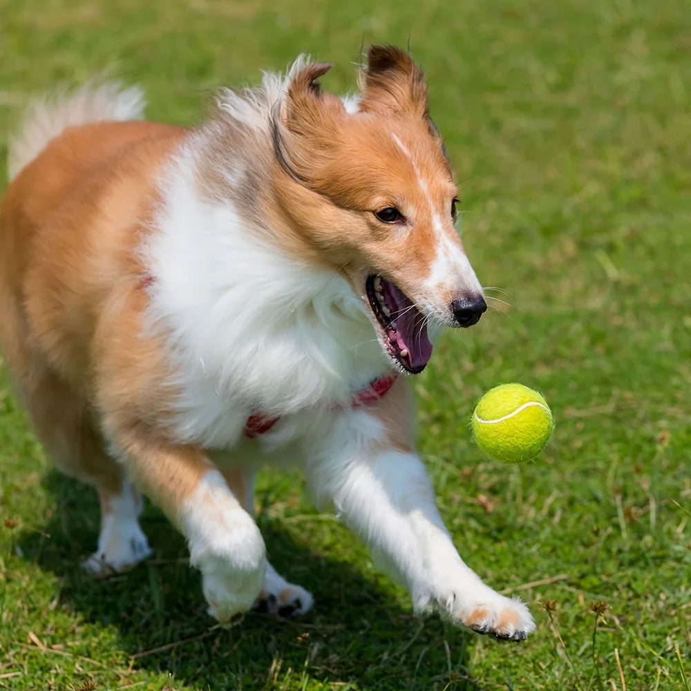 Set de 3 Pelotas de Tenis Reforzadas Prime Pets para Perros (2.5 Pulgadas) – Pelotas Interactivas con Super Rebote para Jugar al Cobro en Interiores y Exteriores