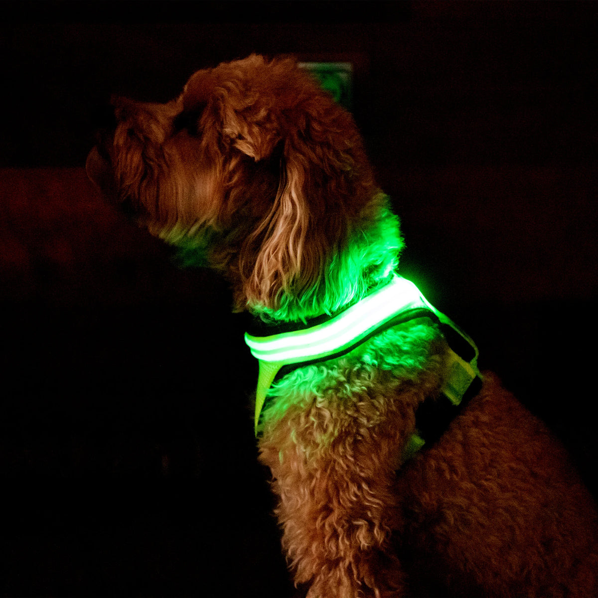 Arnés Reflectante con Luz LED para Perros Cofan - Tres Modos de Proyección e Iluminación, Alta Visibilidad Nocturna y Varias Tallas Disponibles  Opción Corta y Directa