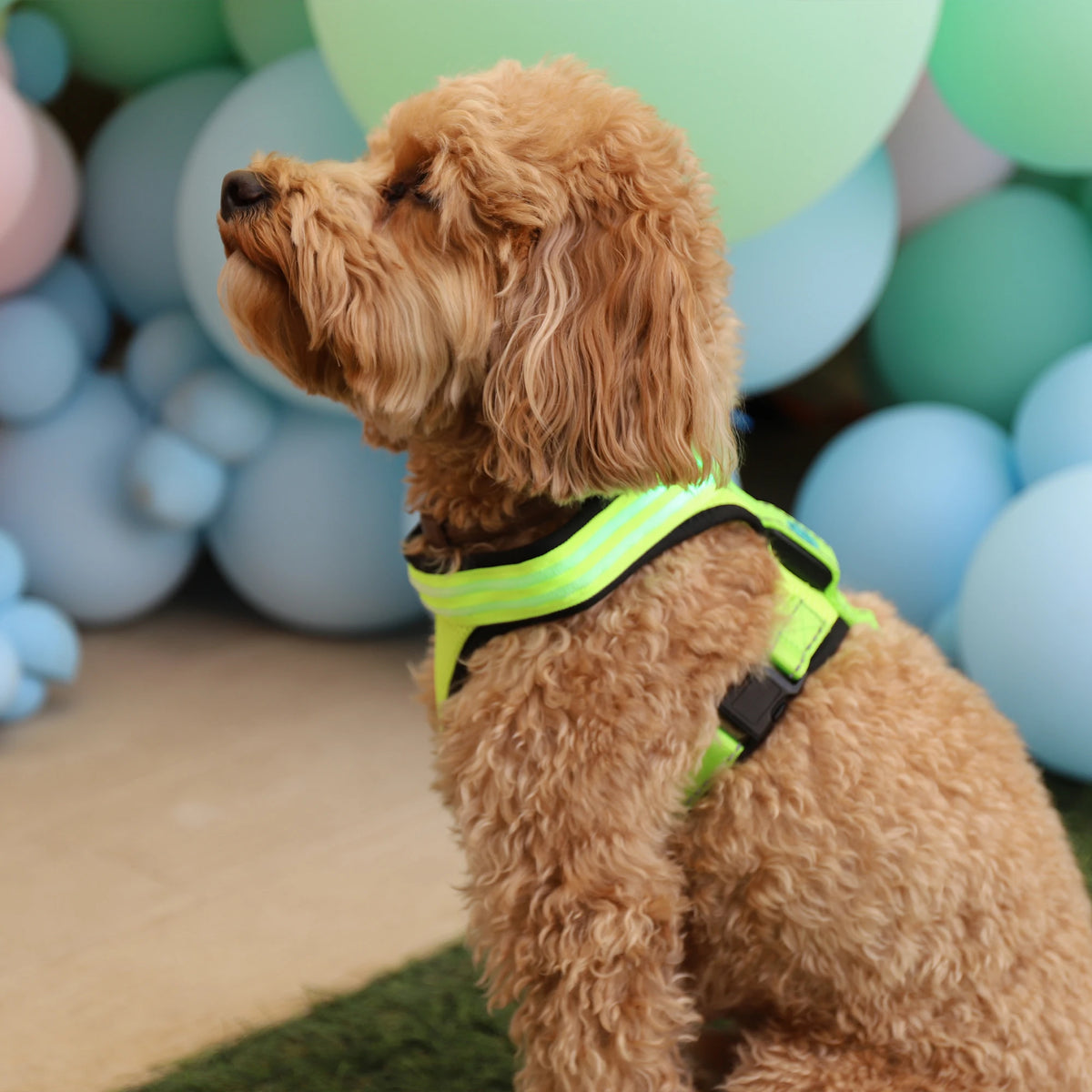 Arnés Reflectante con Luz LED para Perros Cofan - Tres Modos de Proyección e Iluminación, Alta Visibilidad Nocturna y Varias Tallas Disponibles  Opción Corta y Directa